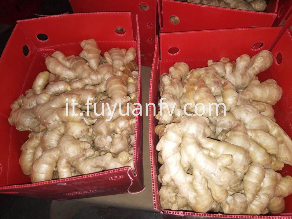 Air Dried Ginger Factory